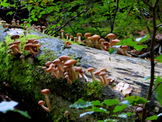 Joggingtour am 18.09.2014 im Bayerischen Wald von Bodenmais zum Arber