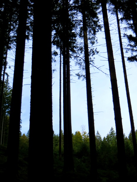 Joggingtour am 18.09.2014 im Bayerischen Wald von Unterried über Mais nach Frath