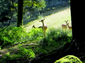 Joggingtour am 18.09.2014 im Bayerischen Wald von Unterried über Mais nach Frath