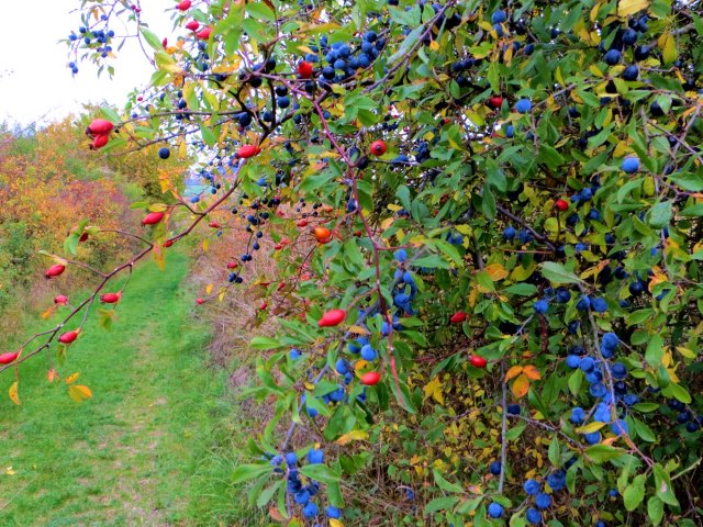 Joggingtour bei Allersdorf, Trgweis und Kirchenbirgik am 10.10.2015