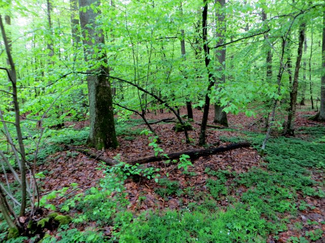 Altmühltrail 2015