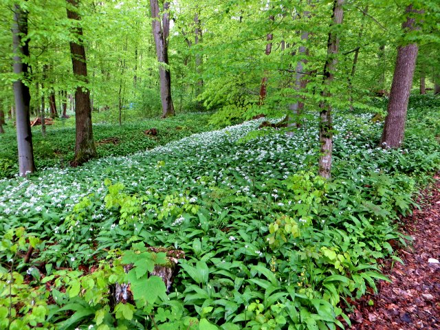 Altmühltrail 2015