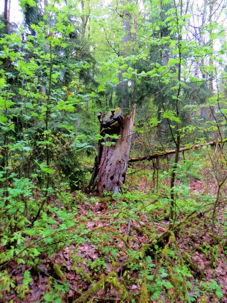Altmühltrail 2015