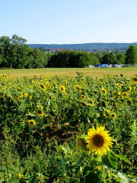 Joggingtour durch die Hassberge von Ebern nach Baunach am 05.08.2015