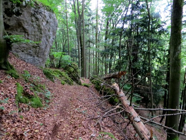 BOL5TL3 Joggingtour an Laaber, Donau und Altmhl Tag 1