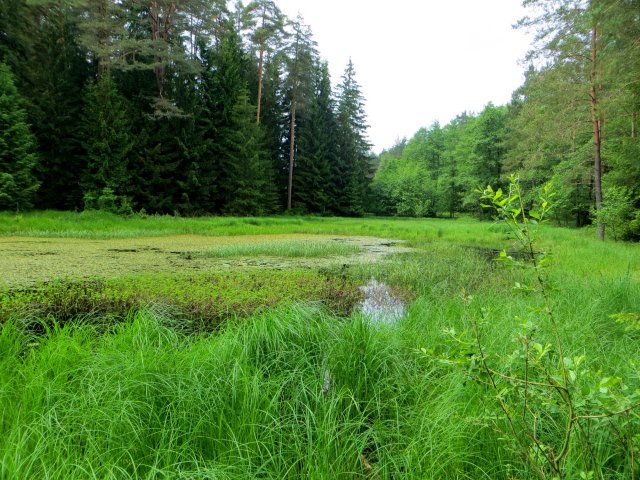 Biwak-Traillauf vom 11.6. - 12.6.15 von Neuhaus nach Forchheim