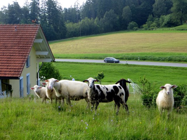 BOL6 - Niederbayerischer Orientierungslauf vom 08.06. - 11.06.2016