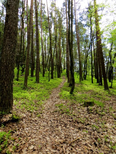 BuOLTL7 Joggingtour von Buttenheim nach Forchheim am 29.04.2016