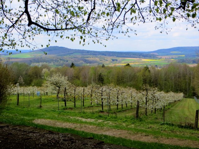 BuOLTL7 Joggingtour von Buttenheim nach Forchheim am 29.04.2016