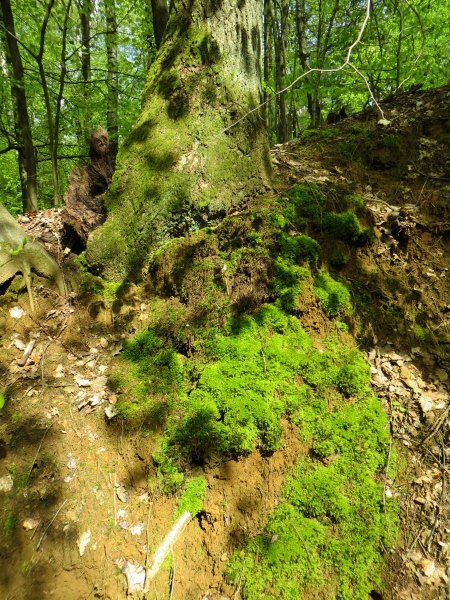 BuOLTL7 Joggingtour von Buttenheim nach Forchheim am 29.04.2016