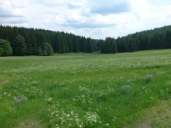 Rennsteig Marathon 2018