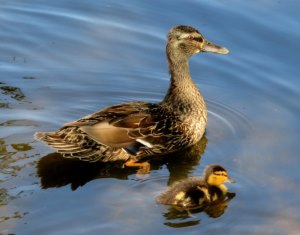 Stockente mit Nachwuchs