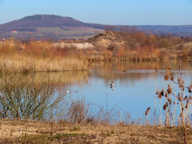 Joggingtour von Forchheim nach Buttenheim bei den Wasservgeln und Silberreihern