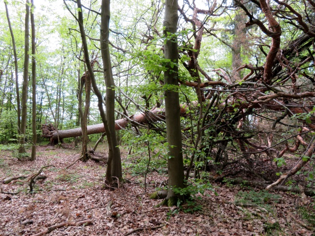 Joggingtour Tag des Wanderns 2019 von Buttenheim nach Forchheim 