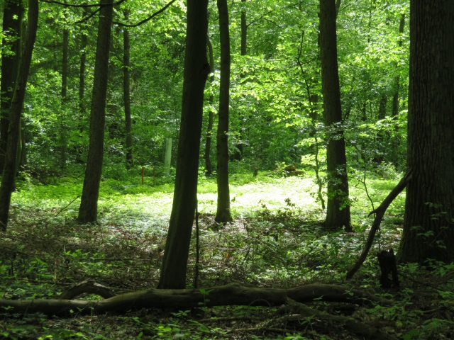 Joggingtour Tag des Wanderns 2019 von Buttenheim nach Forchheim 