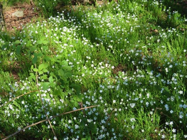 Karfreitag - Lauf von Buttenheim nach Trailsdorf mit Osterbrunnen am 19.04.2019 