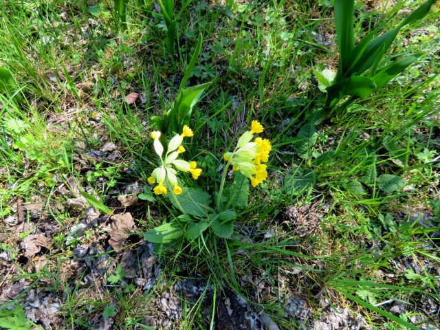 Lauf durch die südlichen Hassberge am 21.04.2019