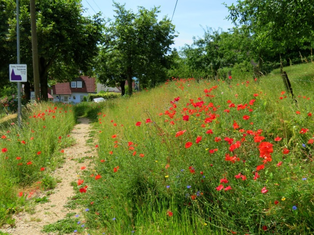 Hersbrucker Schweiz Orientierungslauf 2019