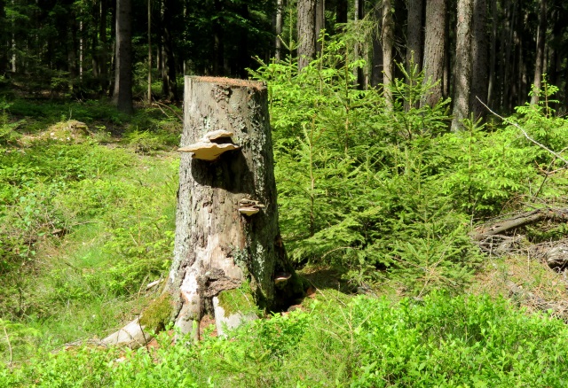 Ringelfelsen - Tour am 27.05.2019 und Peakhunting auf Birkenberg und Heidelberg