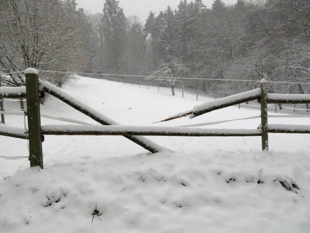 Schneelauf am 11.01.2019 in Forchheim