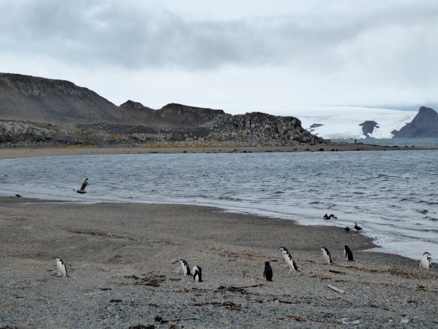 King George Island (KGI) Antarktis Marathon 2020