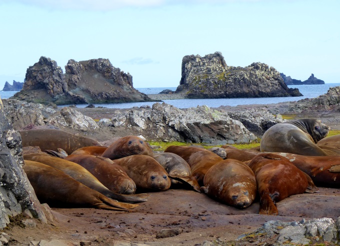 King George Island (KGI) Antarktis Marathon 2020