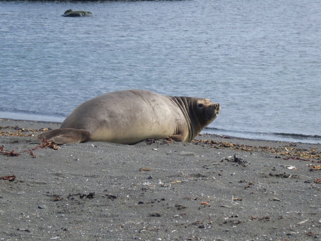 King George Island (KGI) Antarktis Marathon 2020