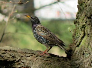 Star bei Waldlufe fr das Immunsystem zwischen 14.03.2020 und 19.04.2020