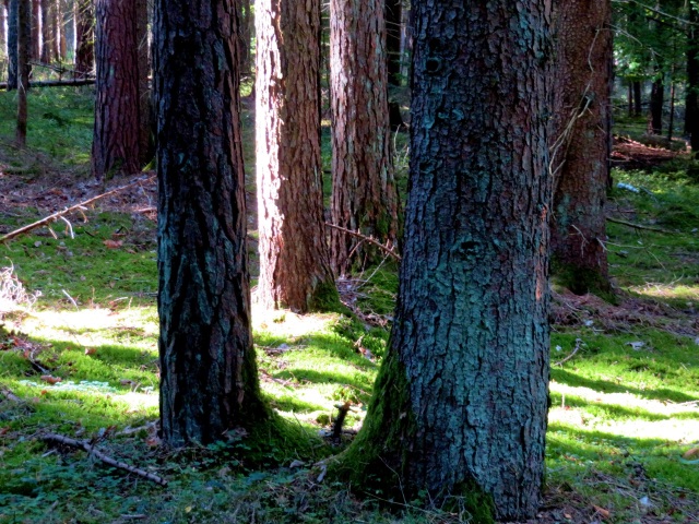 Licht und Schatten im Herbstwald