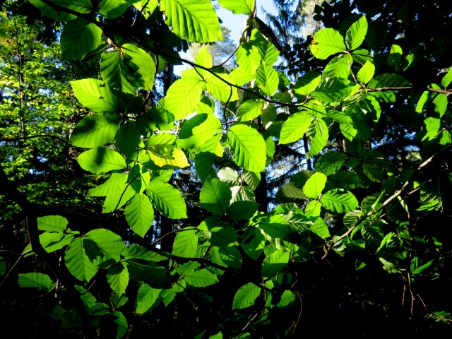 Licht und Schatten im Herbstwald