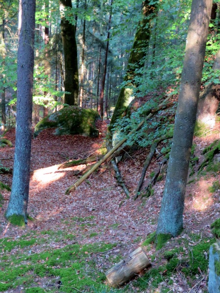 Licht und Schatten im Herbstwald
