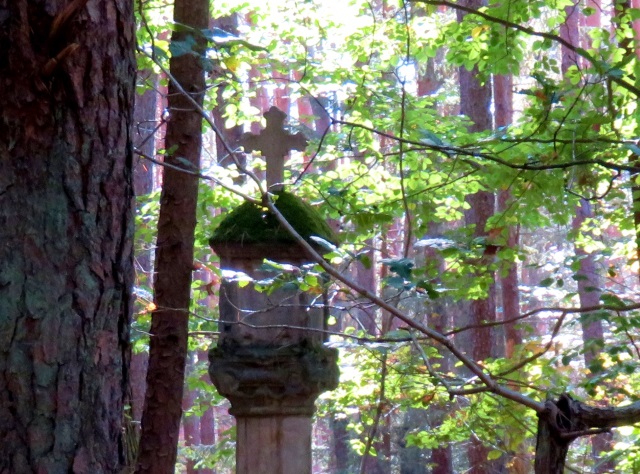 Licht und Schatten im Herbstwald