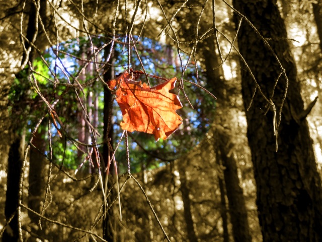 Licht und Schatten im Herbstwald