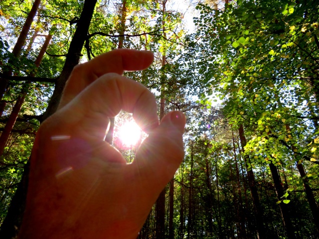 Licht und Schatten im Herbstwald