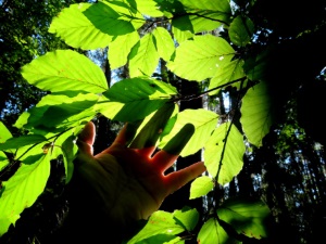 Licht und Schatten im Herbstwald