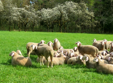 Schafe bei meiner Lindelbergtour im April 2023