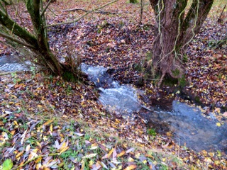 Sprudelndes Bächlein und buntes Hernstlaub im Lorenzer Reichswald im November 2023
