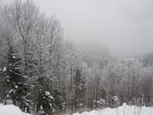 Das Kranzbach - Bewegung im Winter