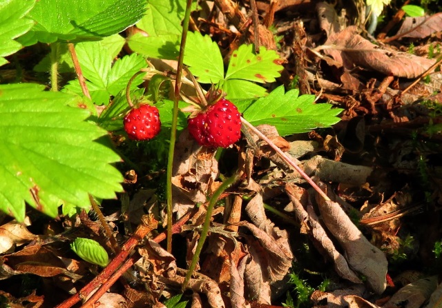 Bushcraft - Tipps fr Abenteuerlufer