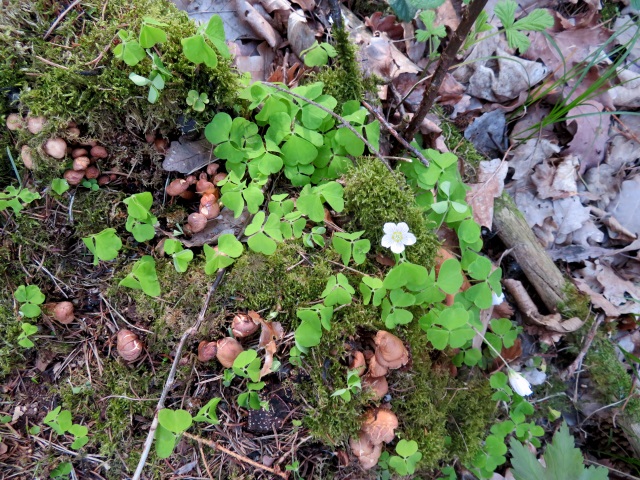 Bushcraft - Tipps fr Abenteuerlufer