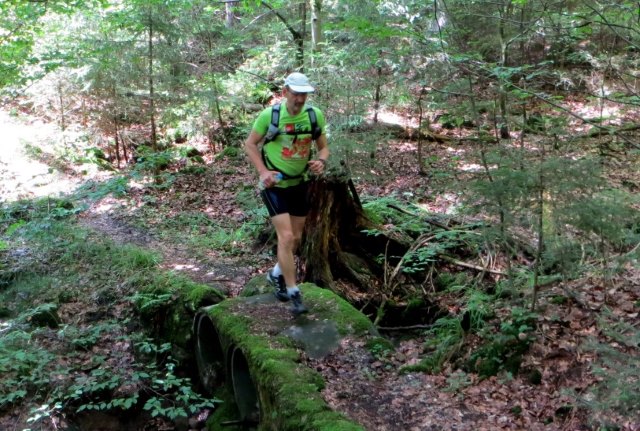 Sommerlauf im Wald